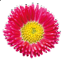 Маргаритка многолетняя (Bellis perennis)