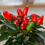 Перец летний (Capsicum annuum)