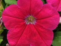 Петуния многоцветковая (генетически компактная) (Lo Rider F1)