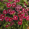 Гвоздика гибридная (Dianthus hybrida)