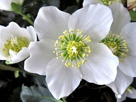 Морозник черный (Christmas Carol)