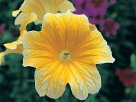 Сальпиглоссис выемчатый (Royale F1)