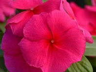 Катарантус розовый ампельный (Cora Cascade XDR F1)