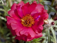 Портулак крупноцветковый (Sun Daze F1) Портулак крупноцветковый (Sun Daze F1)