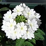 Вербена гибридная (Verbena hybrida)