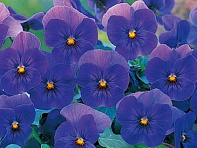 Виола рогатая (Floral Power F1)