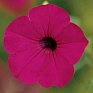 Петуния ампельная гибридная (Petunia х hybrida)