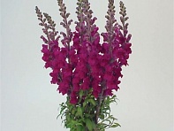 Львиный зев (Антирринум) большой (Maryland F1)