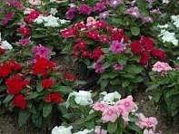 Катарантус розовый (Titan F1)