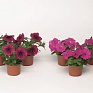 Петуния многоцветковая (Petunia multiflora)