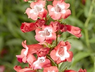 Пенстемон Хартвига (Arabesque)