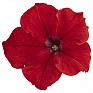 Петуния крупноцветковая (генетически компактная) (Petunia grandiflora)