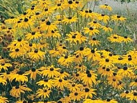 Рудбекия блестящая (Goldsturm)