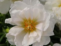 Портулак крупноцветковый (Happy Hour)