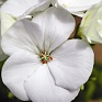 Герань (пеларгония садовая) (Pelargonium x hortorum)