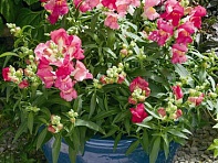 Львиный зев (Антирринум) большой (Chimes F1)