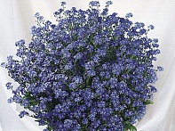 Незабудка лесная