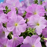 Петуния многоцветковая (Petunia multiflora)