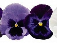 Виола виттрока