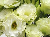 Лизиантус (Эустома) крупноцветковый (ABC F1)