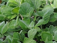 Плектрантус серебристый (Silver Crest) Плектрантус серебристый (Silver Crest)