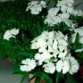 Гвоздика гибридная (Dianthus interspecific)
