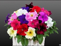 Петуния ампельная гибридная (Capri F1)