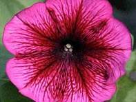 Петуния многоцветковая (Carpet F1)