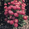 Маргаритка многолетняя (Bellis perennis)