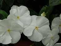 Катарантус розовый (Solar F1)