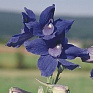 Дельфиниум крупноцветковый (Delphinium grandiflorum)