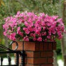 Петуния ампельная гибридная (Petunia х hybrida)