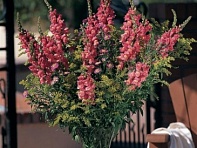 Львиный зев (Антирринум) большой (Cool F1)