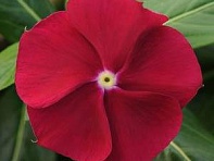 Катарантус розовый (Pacifica XP)