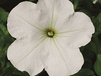 Петуния многоцветковая (Hurrah F1)