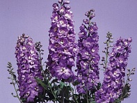 Дельфиниум высокий (Magic Fountains)