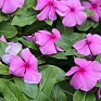 Катарантус розовый (Vinca rosea)