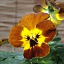 Виола гибридная (Viola wittrockiana x cornuta)