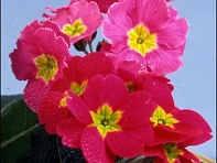 Примула полиантовая (многоцветковая) (Pacific)