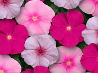 Катарантус розовый (Titan F1)