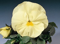 Виола Виттрока