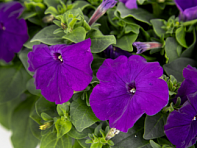 Петуния многоцветковая (генетически компактная) (Boom HD F1) Петуния многоцветковая (генетически компактная) (Boom HD F1)