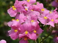 Немезия лазоревая