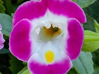 Торения Фурнье (Hi-Lite)