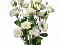 Лизиантус (Эустома) крупноцветковый (Evanthi F1)