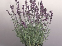 Лаванда узколистная (Munstead Variety)