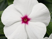 Катарантус розовый (SunStorm F1)