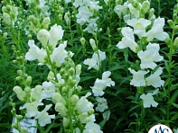 Львиный зев (Антирринум) большой (Rocket F1)