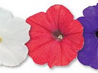Петуния ампельная гибридная
