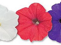Петуния ампельная гибридная (Success! TR F1)